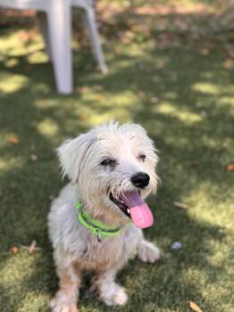 Gertrude -  West Highland White Terrier Westie Dog for Adoption in Pawleys Island, South Carolina - Gertrude | PetCurious