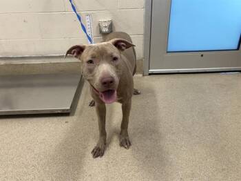 SISSY -  American Staffordshire Terrier and Mixed Breed Dog for Adoption in Grand Prairie, Texas - SISSY | PetCurious