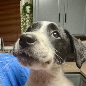 Shepherd and Labrador Retriever Dogs Available for Adoption in Dayton, Ohio - Monkey | PetCurious