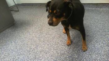 A1267707 -  Mixed Breed Dog for Adoption in Charlotte, North Carolina - A1267707 | PetCurious