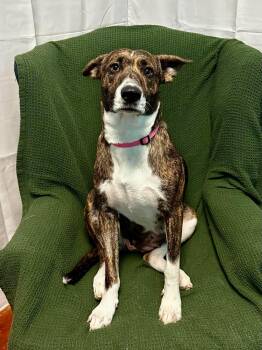 Cappi -  Terrier Dog for Adoption in Walker, Louisiana - Cappi | PetCurious