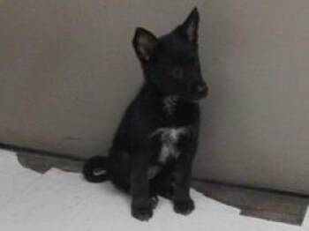 Belgian Shepherd Malinois and Mixed Breed Dogs Available for Adoption in Oroville, California - JUSTICE | PetCurious