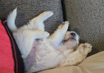 Andie - The A litter -  Cairn Terrier Dog for Adoption in Ocean Township, New Jersey - Andie - The A Litter | PetCurious
