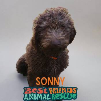 Sonny -  Poodle Dog for Adoption in Wasilla, Alaska - Sonny | PetCurious