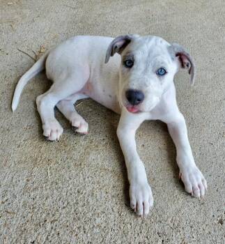 Rescue American Staffordshire Terrier Dogs for Adoption in Houston, Texas - Pamba | PetCurious
