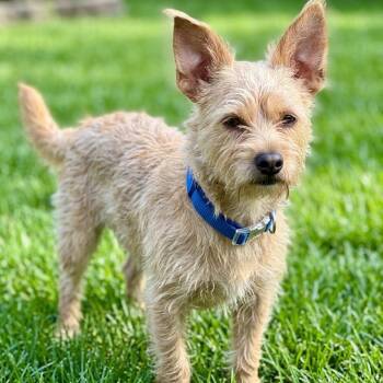 Cairn Terrier and Terrier Dogs Available for Adoption in Las Vegas, Nevada - Apollo | PetCurious
