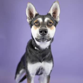 Panda -  Shepherd and Mixed Breed Dog for Adoption in Portland, Oregon - Panda | PetCurious