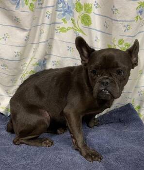 Rescue French Bulldog Dogs for Adoption in Modesto, California - VIVECA | PetCurious