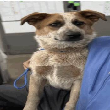 Archie -  Cattle Dog and Mixed Breed Dog for Adoption in Chicago, Illinois - Archie | PetCurious