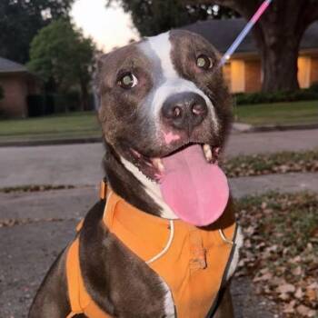 Girlie -  American Staffordshire Terrier Dog for Adoption in Houston, Texas - Girlie | PetCurious