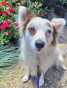 Rescue Pomeranian and Australian Shepherd Dogs for Adoption in Bend, Oregon - Pinky | PetCurious