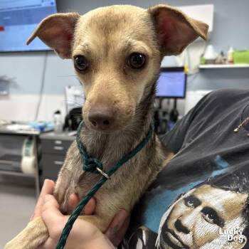 Clementine -  Chihuahua Dog for Adoption in Washington, District Of Columbia - Clementine | PetCurious