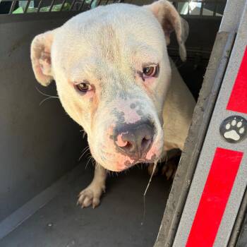 Casper -  Terrier and Mixed Breed Dog for Adoption in Montgomery, Alabama - Casper | PetCurious
