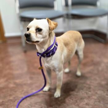 Chihuahua Dogs Available for Adoption in Rochester, Minnesota - Marty | PetCurious