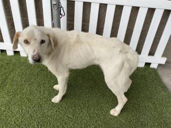 Labrador Retriever and Mixed Breed Dogs Available for Adoption in Modesto, California - A609957 | PetCurious