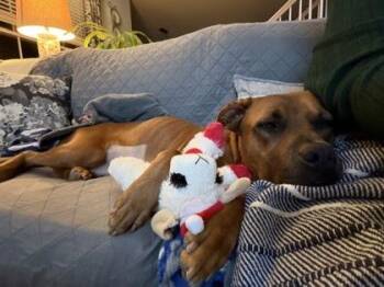 Latte -  Pit Bull Terrier and Mixed Breed Dog for Adoption in Atlanta, Georgia - Latte | PetCurious