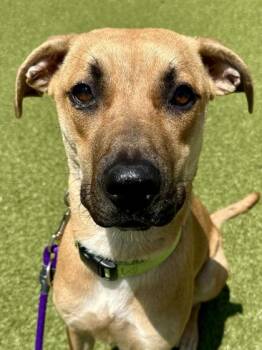 Webby Vanderquack -  Mixed Breed Dog for Adoption in Wichita, Kansas - Webby Vanderquack | PetCurious
