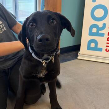 Shepherd Dogs Available for Adoption in Morristown, Vermont - Sebastian | PetCurious