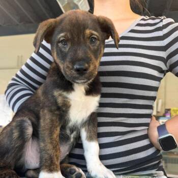 Wybie -  Mixed Breed Dog for Adoption in Huntington, West Virginia - Wybie | PetCurious