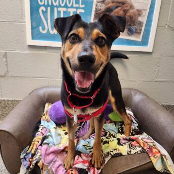 Rescue Shepherd Dogs for Adoption in Falls Church, Virginia - Jade | PetCurious