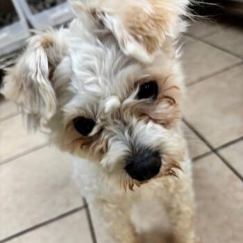 Shih Tzu Dogs Available for Adoption in Birmingham, Alabama - Olaf | PetCurious