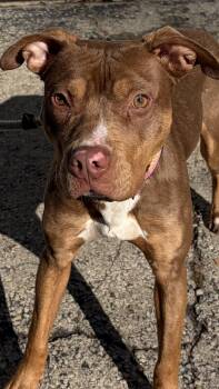 Audrey -  Mixed Breed Dog for Adoption in Mckeesport, Pennsylvania - Audrey | PetCurious