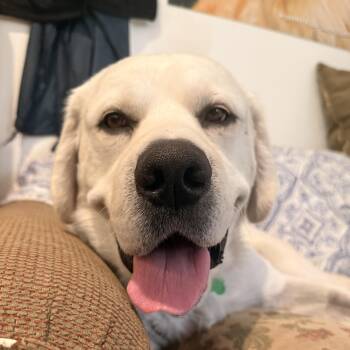 Olaf -  Labrador Retriever Dog for Adoption in Petaluma, California - Olaf | PetCurious