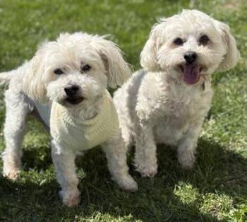 Maltese and Poodle Dogs Available for Adoption in Malvern, Pennsylvania - Gipper | PetCurious