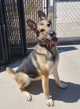 German Shepherd Dog Dogs Available for Adoption in Peru, Illinois - Luna | PetCurious