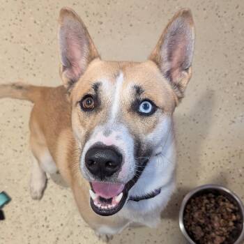 Prince -  Husky Dog for Adoption in Fenton, Michigan - Prince | PetCurious