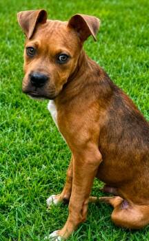 Riff -  Boxer and Terrier Dog for Adoption in El Dorado, Arkansas - Riff | PetCurious