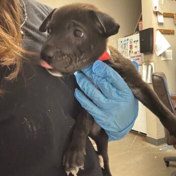 dolce -  Labrador Retriever and Mixed Breed Dog for Adoption in Yuma, Arizona - Dolce | PetCurious