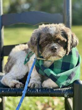 Rescue Shih Tzu Dogs for Adoption in Richmond, Kentucky - Elf | PetCurious