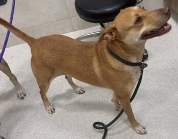 Mixed Breed Dogs Available for Adoption in Honolulu, Hawaii - Bonnie | PetCurious