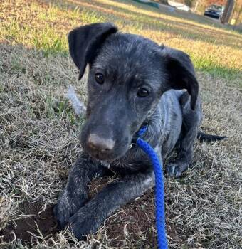 Rescue Mixed Breed Dogs for Adoption in New York, New York - Brinley (p) | PetCurious