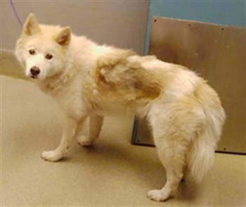 Rescue Siberian Husky and Mixed Breed Dogs for Adoption in Las Vegas, Nevada - CLEAR | PetCurious