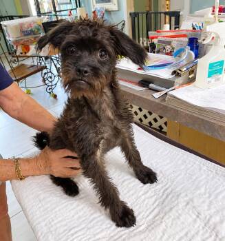 Bobble (NOT YET AVAILABLE) -  Pug and Poodle Dog for Adoption in Benton, Louisiana - Bobble (NOT YET AVAILABLE) | PetCurious