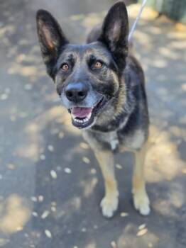 CLARIE -  German Shepherd Dog and Mixed Breed Dog for Adoption in San Bernardino, California - CLARIE | PetCurious