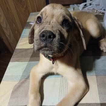 Waffles -  Cane Corso and Great Dane Dog for Adoption in Manchester, Pennsylvania - Waffles | PetCurious