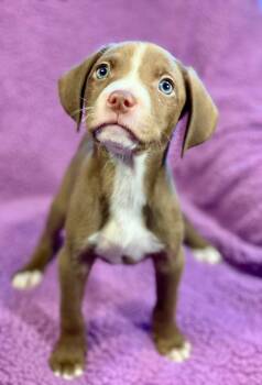 Labrador Retriever and Terrier Dogs Available for Adoption in Urbandale, Iowa - Amanda | PetCurious