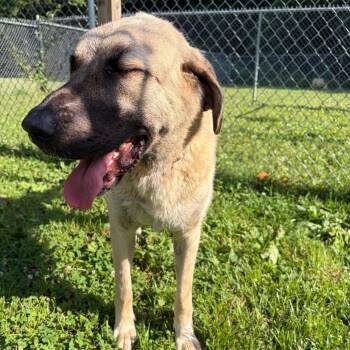 Cookie (found with Dough) -  Anatolian Shepherd Dog for Adoption in Wilmington, Delaware - Cookie (found With Dough) | PetCurious