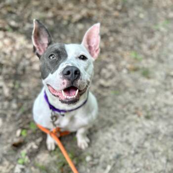 Kipper -  American Staffordshire Terrier Dog for Adoption in Grand Rapids, Michigan - Kipper | PetCurious