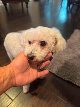 Casey -  Poodle Dog for Adoption in Garland, Texas - Casey | PetCurious