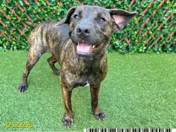 Rescue Mixed Breed Dogs for Adoption in West Palm Beach, Florida - QUINN | PetCurious