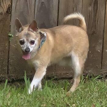 Cici - Courtesy Post -  Chihuahua Dog for Adoption in Gulfport, Mississippi - Cici - Courtesy Post | PetCurious