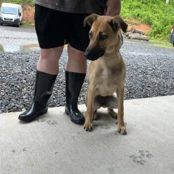 Jane -  Shepherd and Mixed Breed Dog Available for Adoption in Walden, New York - Jane | PetCurious