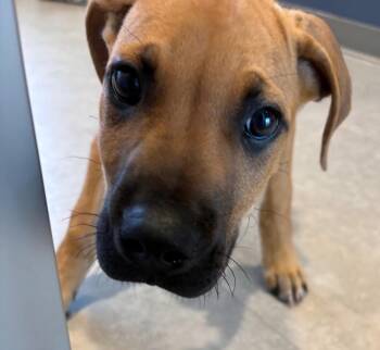 Duke -  Mixed Breed Dog for Adoption in Bossier City, Louisiana - Duke | PetCurious