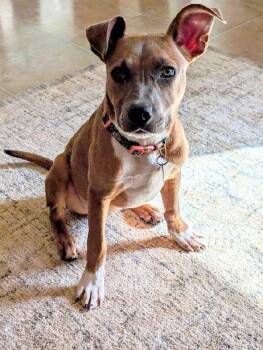 Terrier and Australian Cattle Dog Blue Heeler Dogs Available for Adoption - Trix | PetCurious