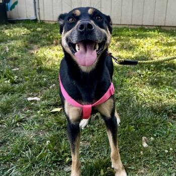 Siri (f/k/a Diamond) -  Mixed Breed Dog for Adoption in Warrensburg, Missouri - Siri (f/k/a Diamond) | PetCurious