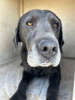 Pennywise -  Labrador Retriever Dog for Adoption in Victorville, California - Pennywise | PetCurious